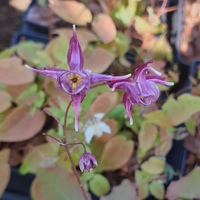 Epimedium grandiflorum 'Lilafee'